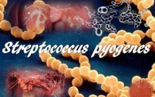 Что это такое streptococcus pyogenes: лечение стрептококка