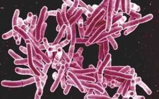 Микобактерия туберкулёза (mycobacterium tuberculosis)