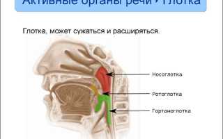 Строение носоглотки, ротоглотки и гортани человека c фотографиями